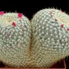 Mammillaria_muehlenpfordtii